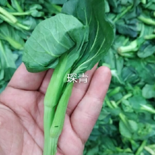 沧县脱水万年青 小菜心万年青脱水干菜