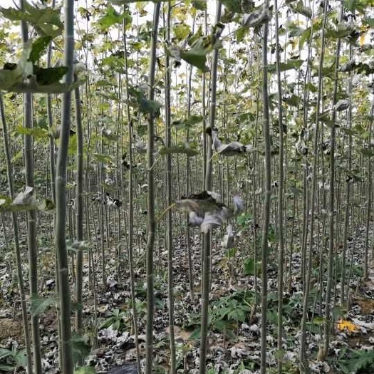 武威新疆杨小苗