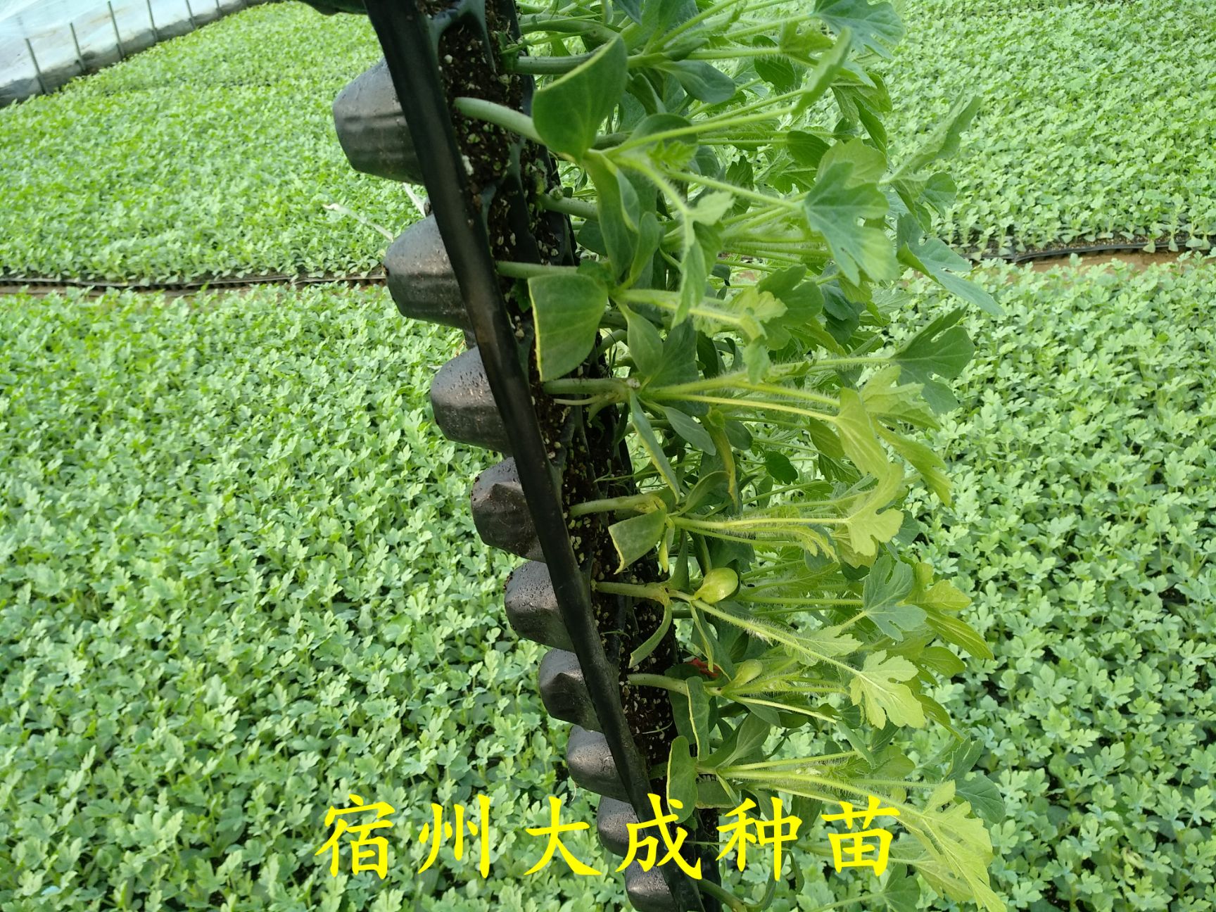 早佳8424西瓜苗  8424西瓜苗