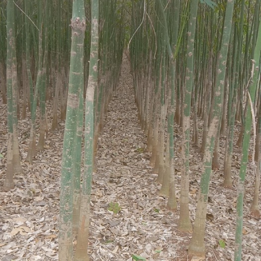 遂溪县 大量发财树和红肉火龙果苗和燕窝火龙果苗出售