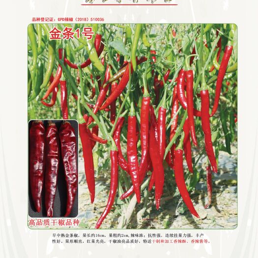 富顺县金条1号 辣椒种子