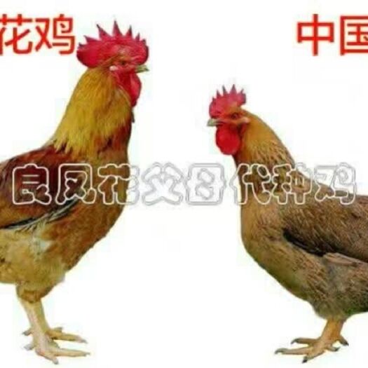 南宁良凤花鸡   良凤花快大 麻鸡苗  技术指导