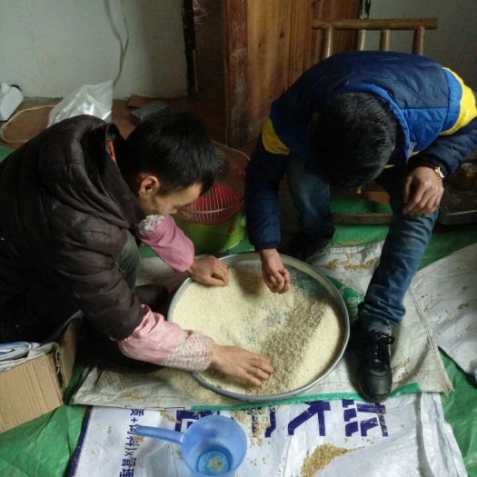凤凰县 泰优390优质大米