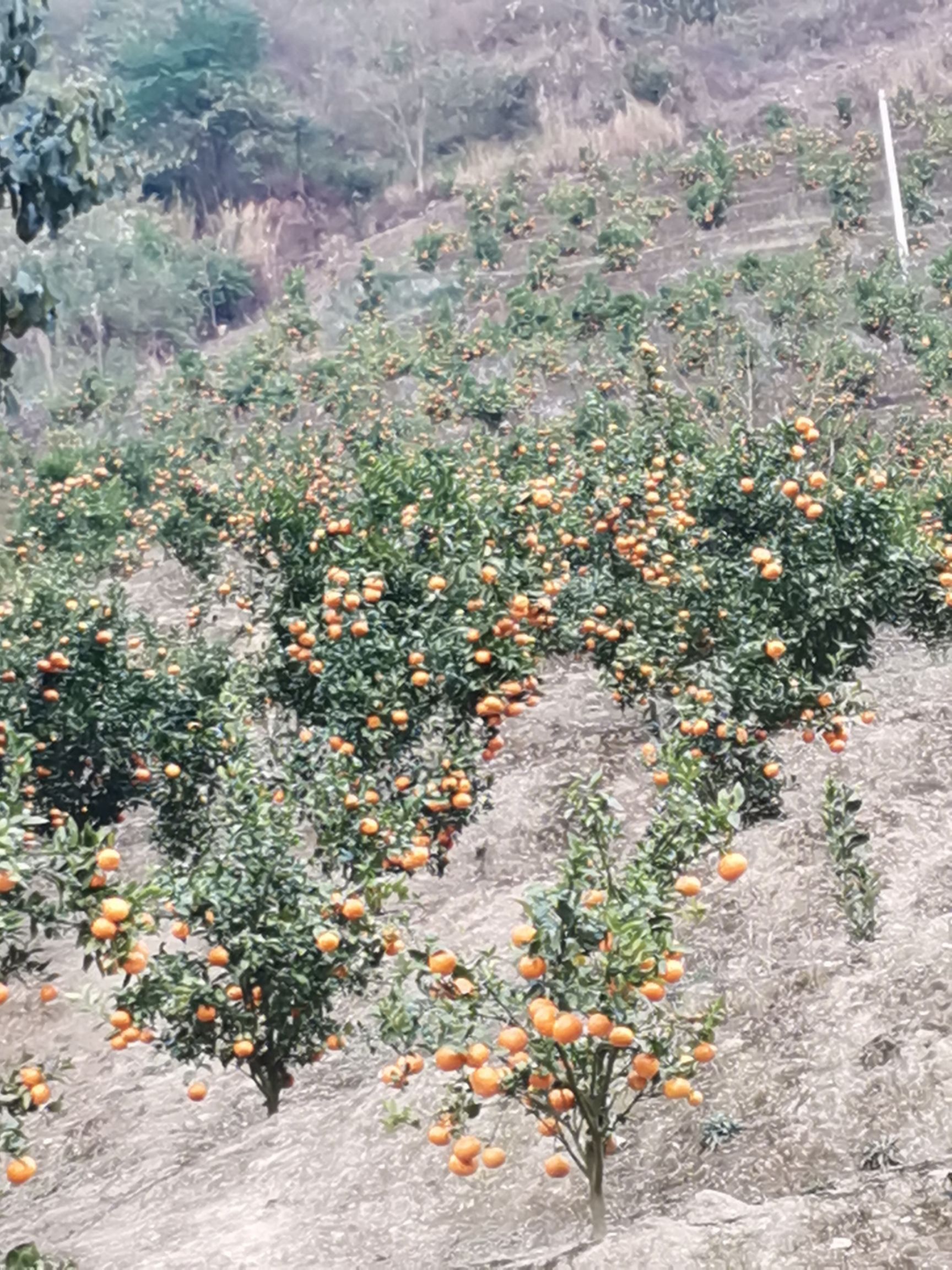  沃柑 芒果柑都有量大  要的联系
