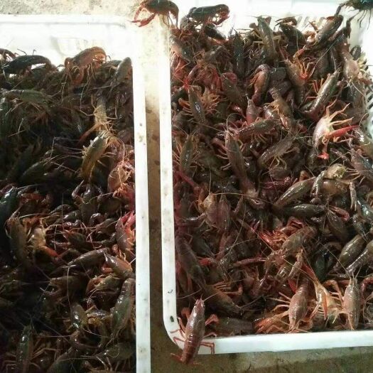 临澧县清水小龙虾 高品质养殖，货源充足。