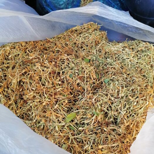 思茅 金银花——大山采摘金银花（炎热夏天凉茶之一）