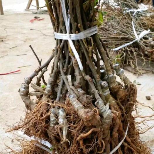 平邑县 猕猴桃苗树果苗盆栽红心猕猴桃苗爬藤绿心猕猴桃苗嫁接苗当年结果
