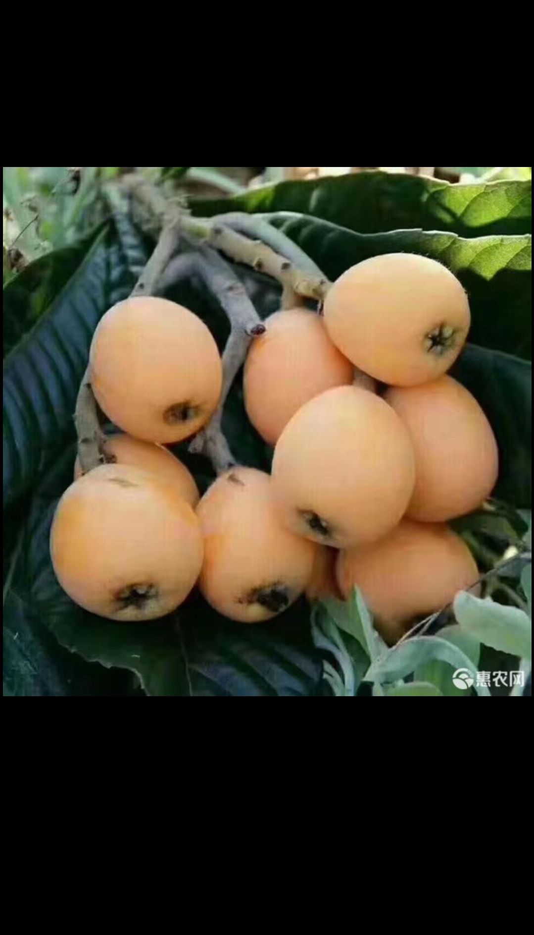  天然五星大枇杷