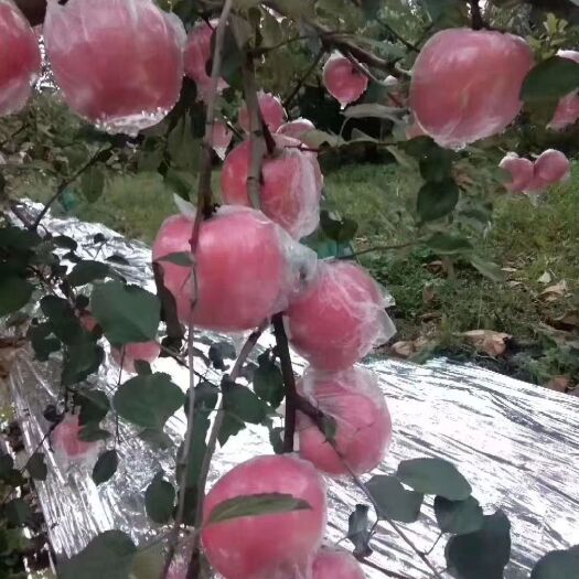 平陆县 杜马乡红富士苹果种植园，高原上的苹果