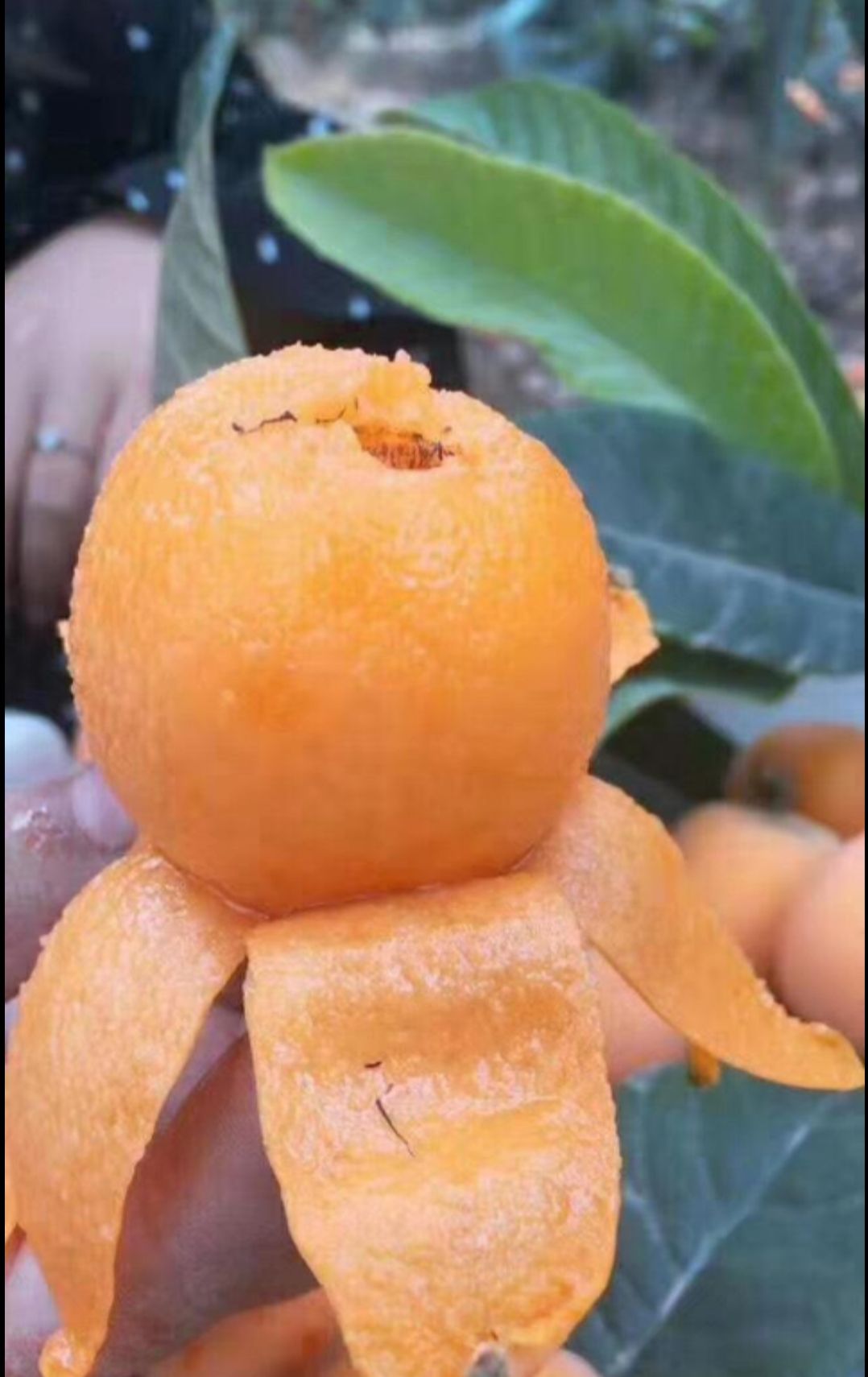  天然五星大枇杷