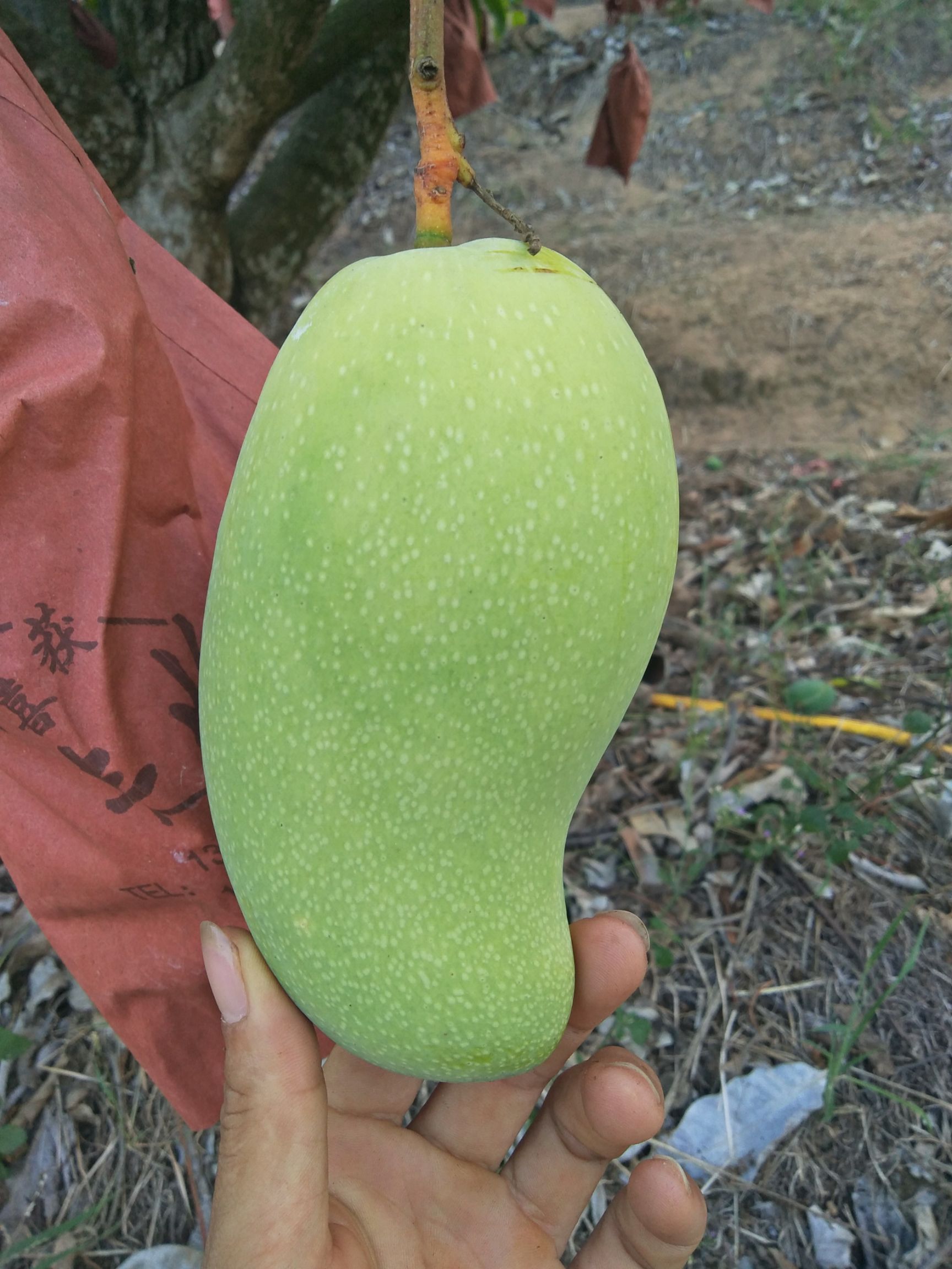 水仙芒果 货质量够好，够老