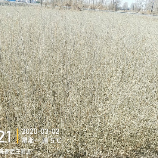 金塔县2024年地径0.7-1公分沙枣苗
