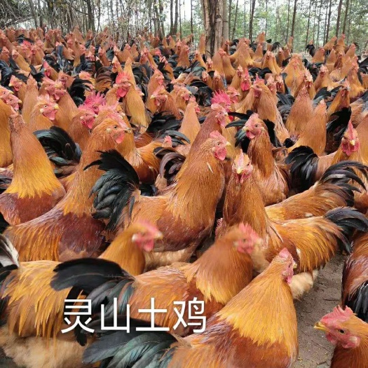 南宁土鸡苗 公