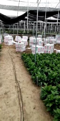 广州绿萝 基地直销，物美价廉，可发快递
