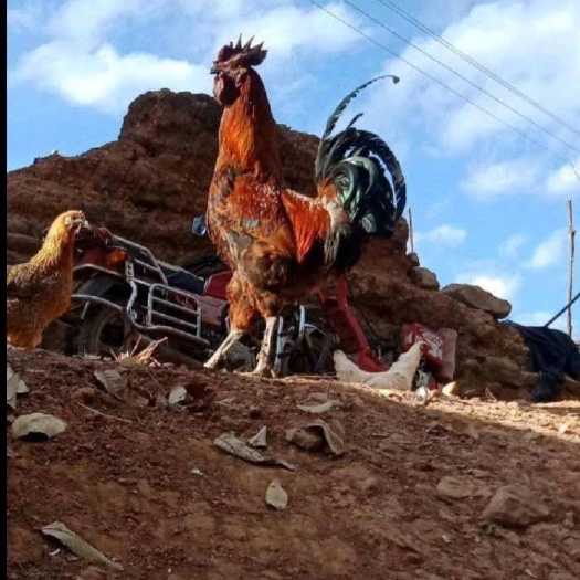 昆明云南正宗武定高脚土鸡苗，成品7斤，包打疫苗，厂家直供，包损耗