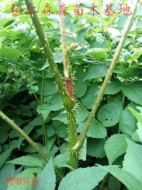 刺老芽 大自然的回報(bào)，愛(ài)護(hù)環(huán)境人人有責(zé)