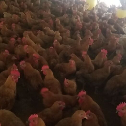 如东县鸡肉类 新鲜