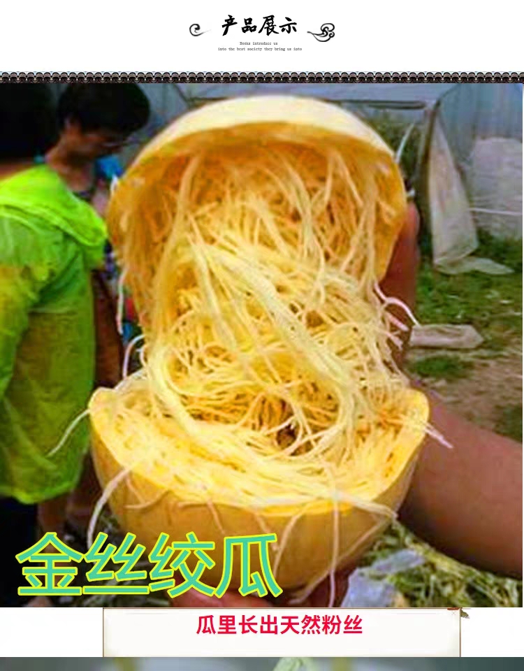 金丝搅瓜种子 金丝绞瓜种子搅瓜种子四季蔬菜种子观赏果蔬天然