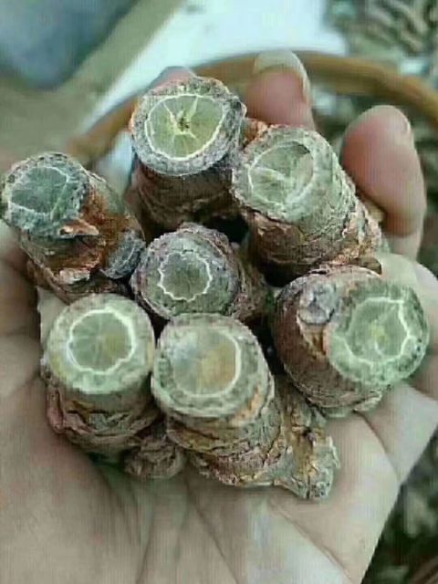 冬七  文山三七种植生产销量一手货源没有中间商