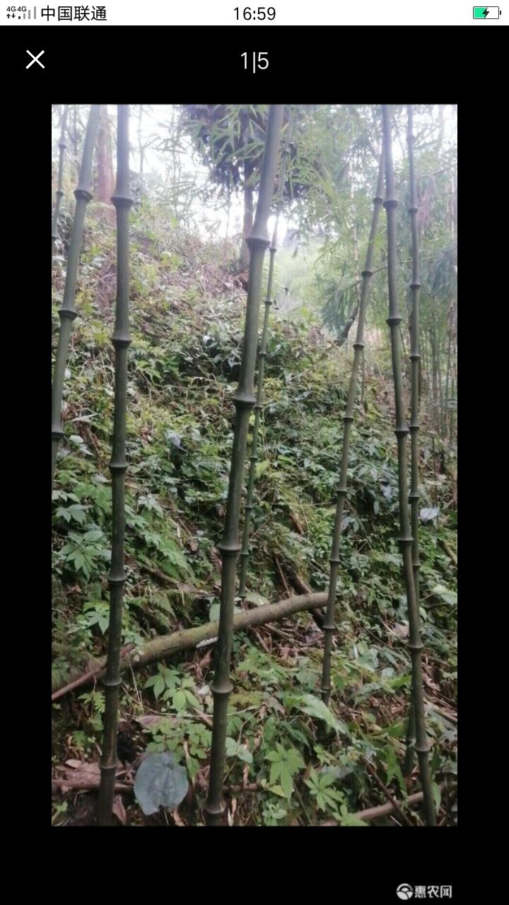  乡村小竹子还有小竹笋尾部1公分以上统货