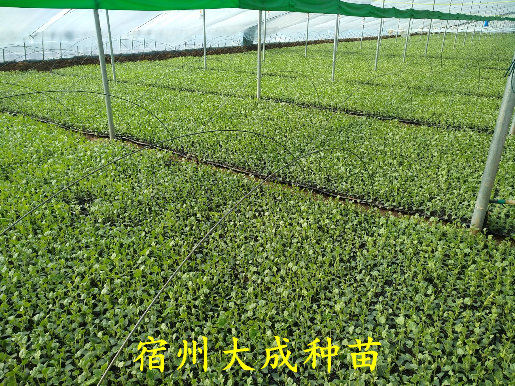 早佳8424西瓜苗  8424西瓜苗