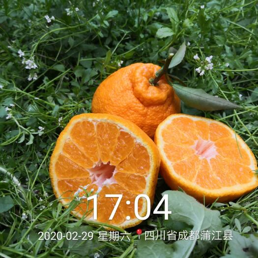 蒲江县 蒲江丑桔不知火
