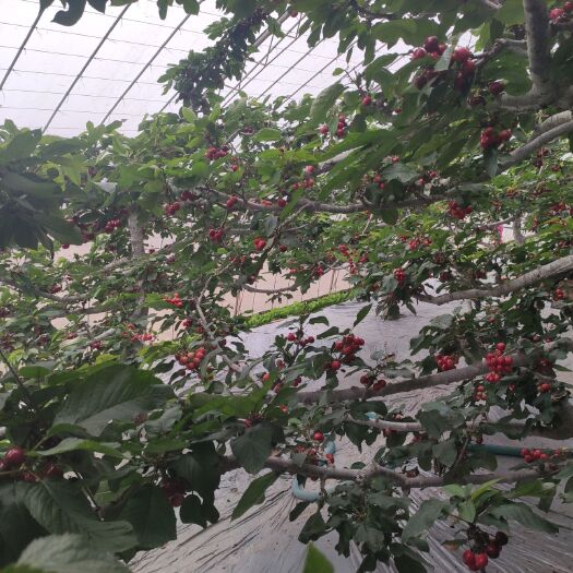 瓦房店市 大连美早大樱桃