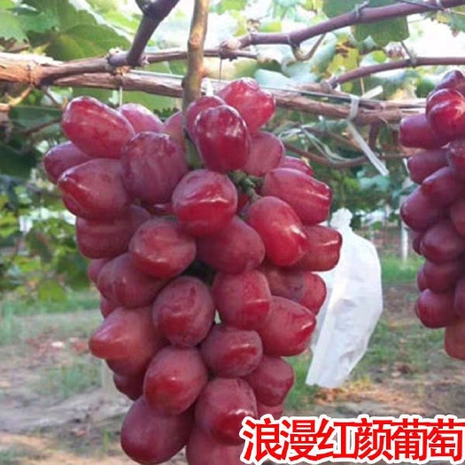平邑县 浪漫红颜葡萄苗适合南北方种植嫁接苗