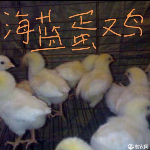 南宁海兰灰蛋鸡苗 统货