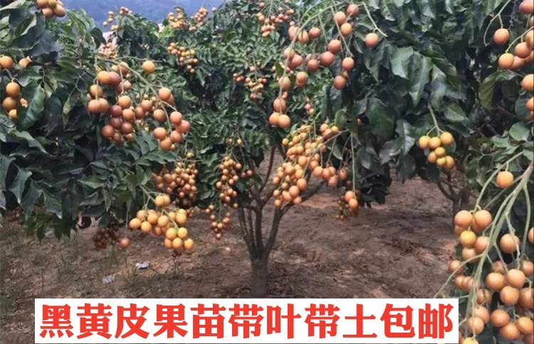 灵山县黑黄皮果苗 黑黄皮黄皮苗果苗优良品种苗农产品高产种植果苗带土带叶发货