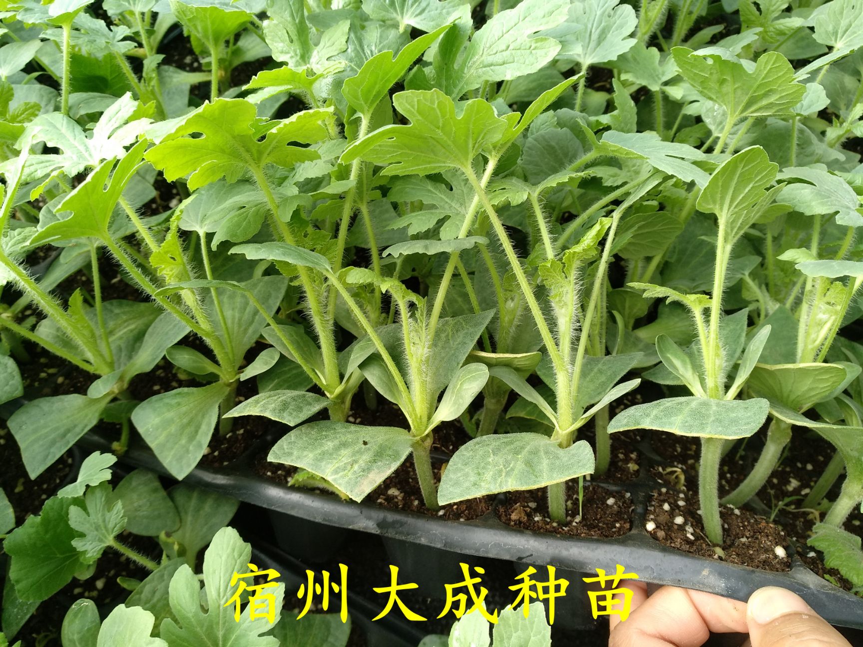 早佳8424西瓜苗  8424西瓜苗