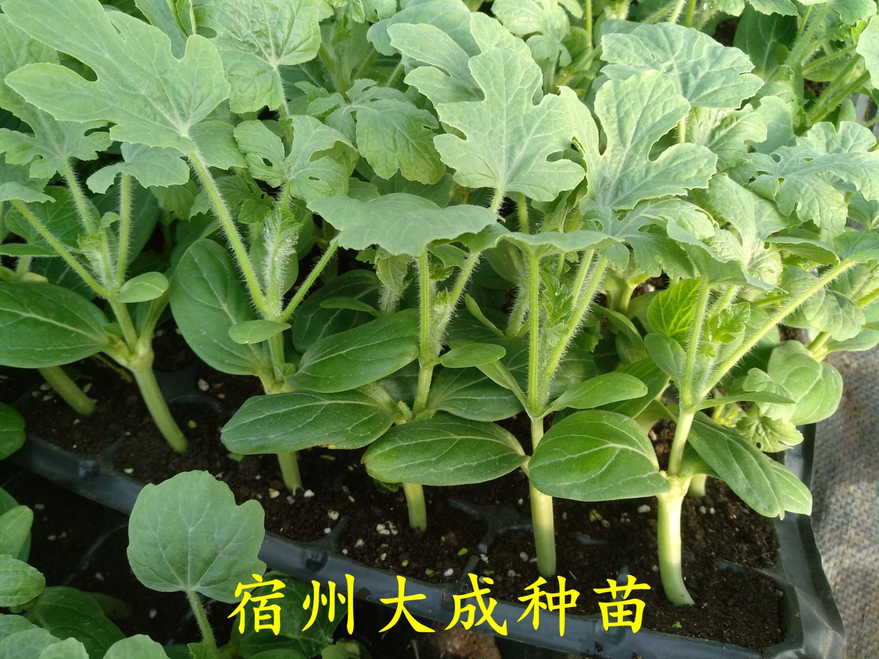 早佳8424西瓜苗  8424西瓜苗