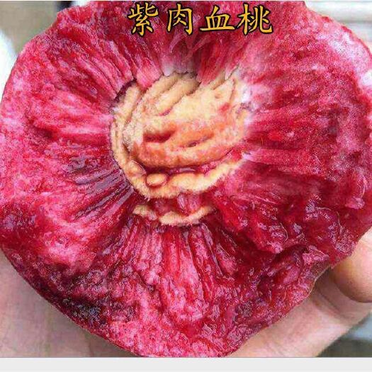 平邑县 血桃树苗。