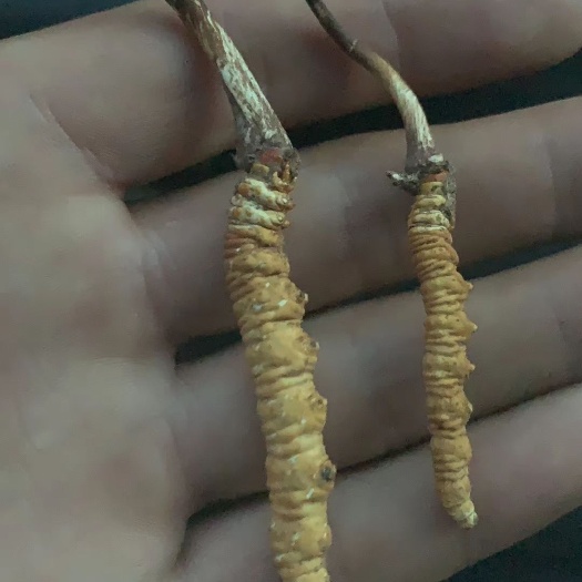 兴海县冬虫夏草  青海高原温泉地区虫草，买十送二。
非断草