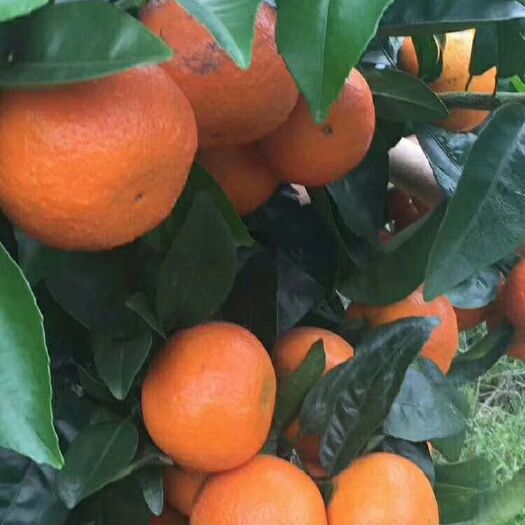 上林县沃柑沃柑，纯甜无酸，果园新鲜现摘直发，大果10斤装包邮