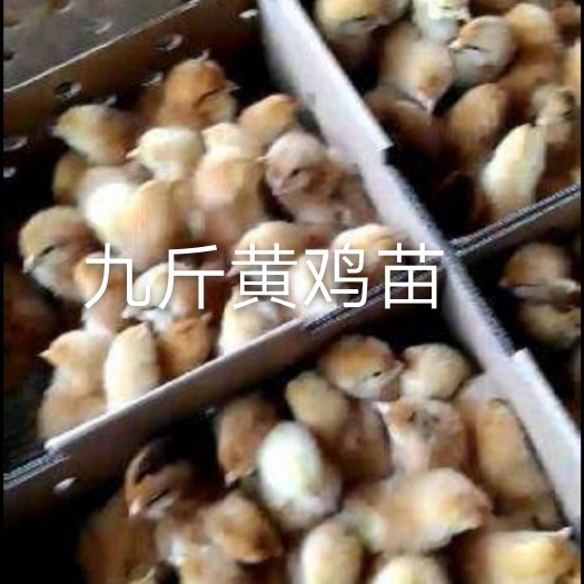 南宁九斤黄鸡苗 统货