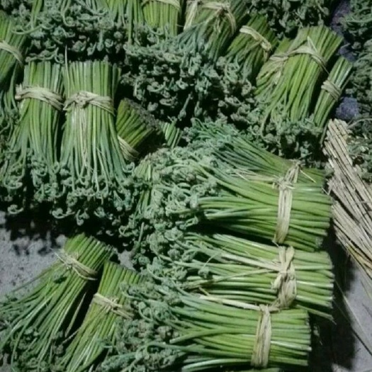 安顺野生蕨菜 货真价实，鲜货上市希要的老板请请联，