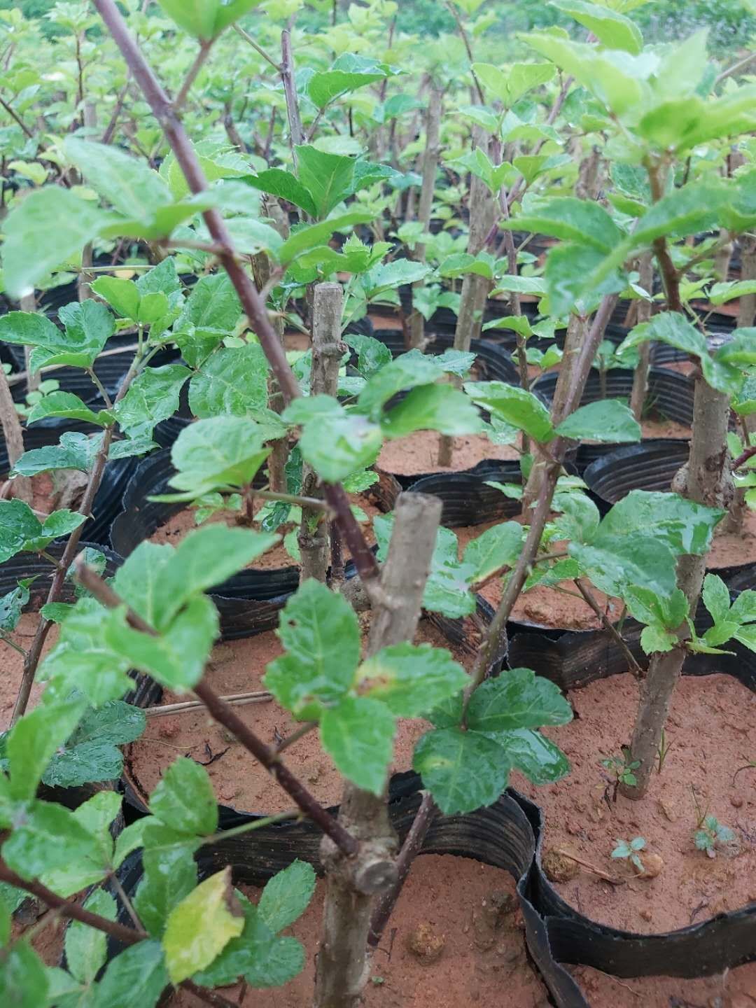  簕菜苗，场地农户直销，袋苗，地苗