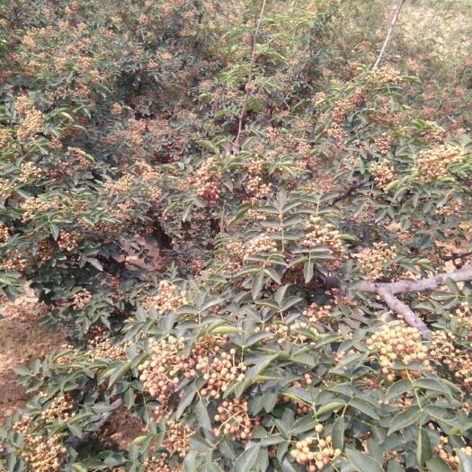 万荣县 大量供应2年花椒苗