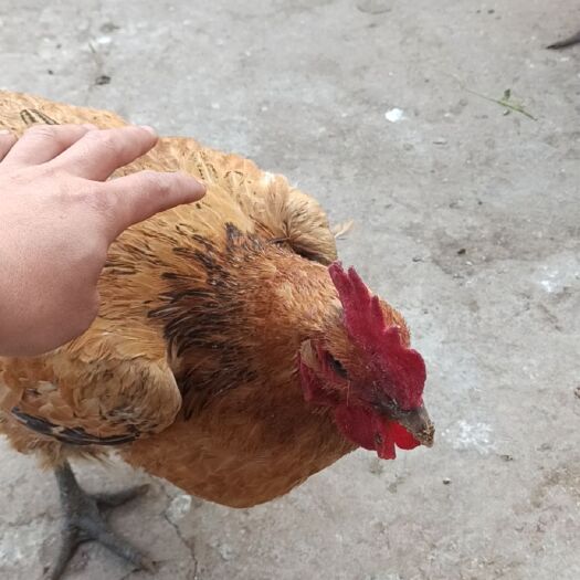 内江 土鸡母