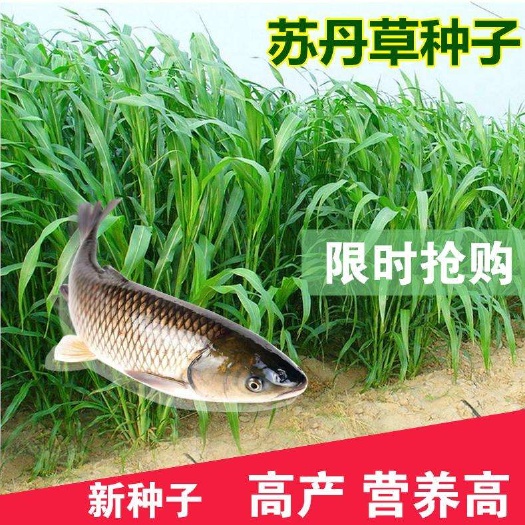 嘉祥县青绿饲料  苏丹草，养鱼专用牧草