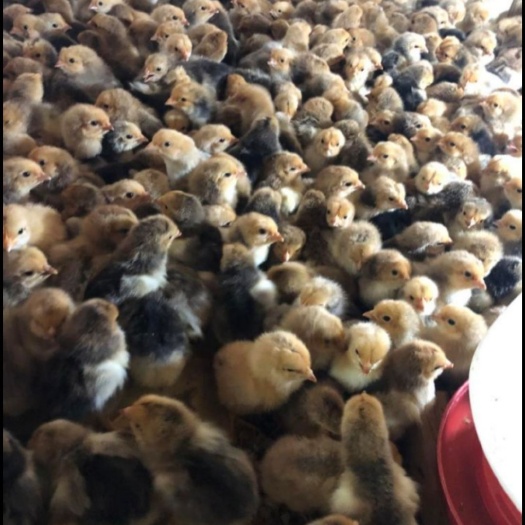 南宁K9鸡苗 统货
