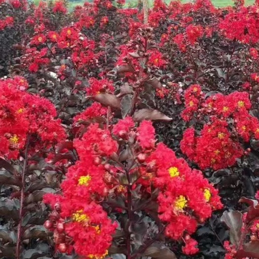  紫叶紫薇，