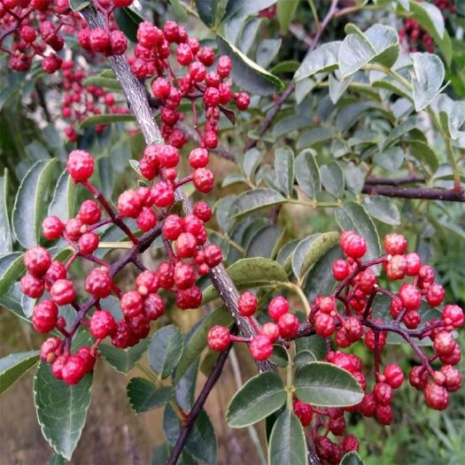 平邑县无刺花椒苗  无刺花椒树苗当年挂果