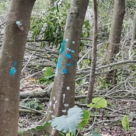 阳春市 白玉兰，仁面树，三十公分以上