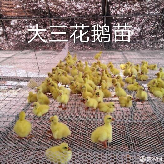 南宁大三花鹅苗
