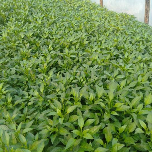 醴陵市 辣椒苗及茄苗