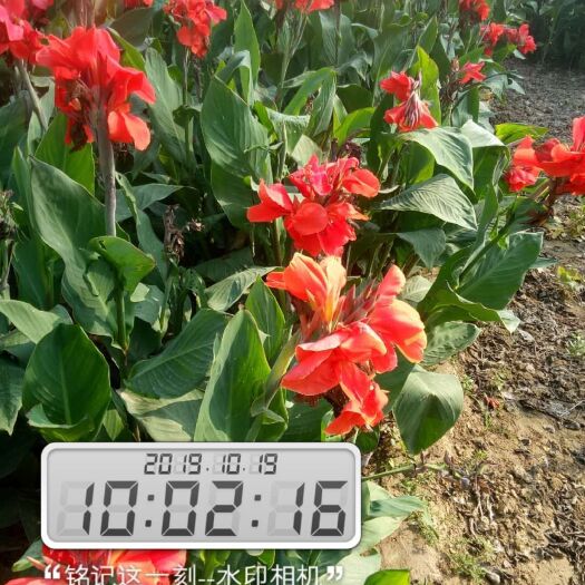 菏泽黄花美人蕉 2~4cm 0.5~1米