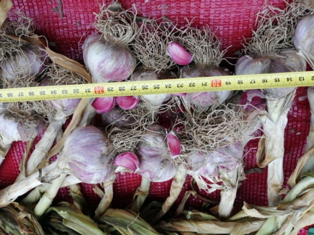 枣庄红皮大蒜 川蒜种 食用川蒜