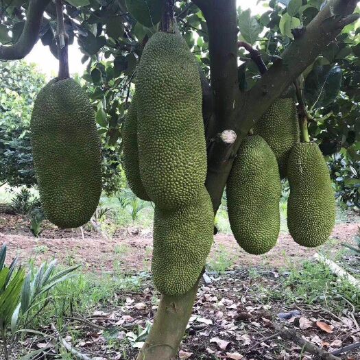文昌市海南菠萝蜜 代办